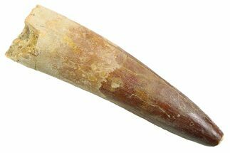 Fossil Spinosaurus Tooth - Feeding Worn Tip #352403