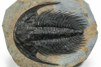 Spectacularly Preserved Acadoparadoxides Trilobite #352267