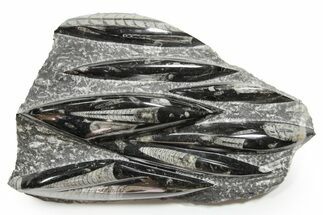 Polished Fossil Orthoceras (Cephalopod) Plate - Morocco #352333