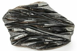 Belemnites & Straight Cephalopods For Sale