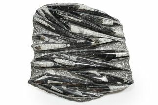 Polished Fossil Orthoceras (Cephalopod) Plate - Morocco #352286