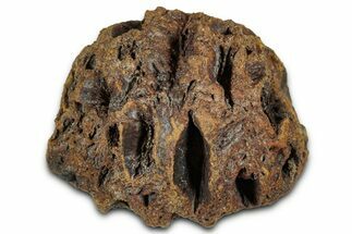 Fossil Pine Cone (Metasequoia) - Montana #352464