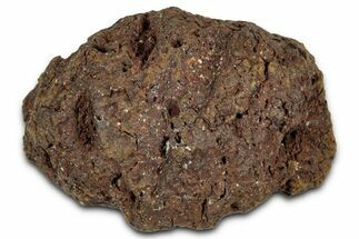 Fossil Pine Cone (Metasequoia) - Montana #352480