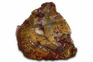 Polished Petrified Wood (Araucarioxylon) - Arizona #352552