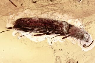 Detailed Fossil Click Beetle (Elateridae) in Baltic Amber #352698