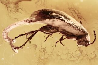 Detailed Fossil False Flower Beetle (Anaspidinae) in Baltic Amber #352702