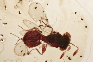 Fossil Parasitoid Wasp (Scelionidae) in Baltic Amber #352706