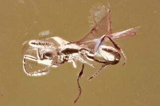 Detailed Fossil Parasitoid Wasp (Diapriidae) In Baltic Amber #352713
