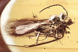 Rare Fossil Wasp (Ismaridae) & Crane Fly In Baltic Amber #352720