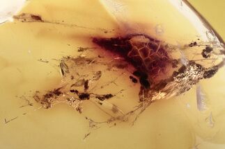 Fossil Spider Webs in Baltic Amber #352722