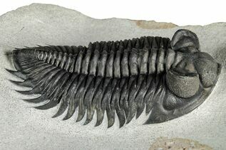 Recently Added For Sale