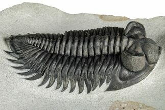 Bug-Eyed Coltraneia Trilobite Fossil - Top Quality Specimen #352674