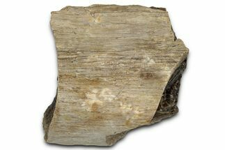 Fossil Tyrannosaur (T rex) Bone Section - Wyoming #352753