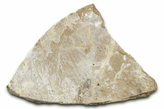 Fossil Tyrannosaur (T rex) Bone Section - Wyoming #352764