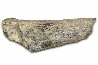 Fossil Tyrannosaur (T rex) Bone Section - Wyoming #352767