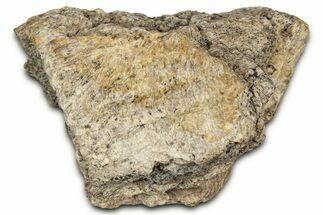 Fossil Tyrannosaur (T rex) Bone Section - Wyoming #352770