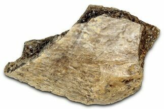 Fossil Tyrannosaur (T rex) Bone Section - Wyoming #352773