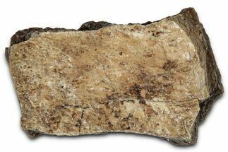 Fossil Tyrannosaur (T rex) Bone Section - Wyoming #352791