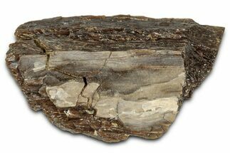 Fossil Tyrannosaur (T rex) Bone Section - Wyoming #352811
