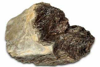 Fossil Tyrannosaur (T rex) Bone Section - Wyoming #352814