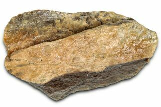 Fossil Tyrannosaur (T rex) Bone Section - Wyoming #352820