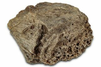 Fossil Tyrannosaur (T rex) Bone Section - Wyoming #352825