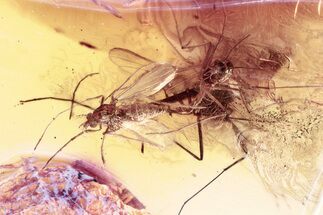 Three Fossil True Midges (Chironomidae) in Baltic Amber #352747