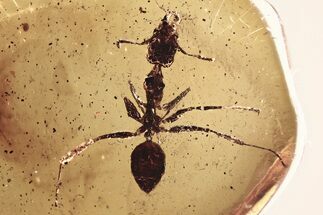 Detailed Fossil Ant (Gesomyrmex) In Baltic Amber #352752