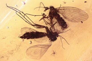 Two Detailed Moth Flies (Psychodidae) in Baltic Amber #352757