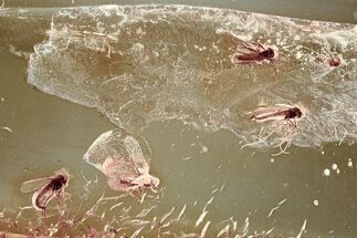 Detailed Fossil Leafhopper and True Midge Swarm In Baltic Amber #352804