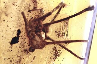 Partial Fossil Daddy Long-Leg in Baltic Amber #352808