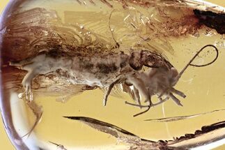 Detailed Fossil Bristletail (Machilidae) In Baltic Amber #352830