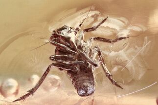 Detailed Fossil Planthopper Nymph and Parasitoid Wasp In Baltic Amber #352839