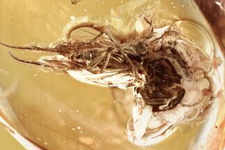 Detailed Fossil Spider and Fungus Gnat in Baltic Amber #352840