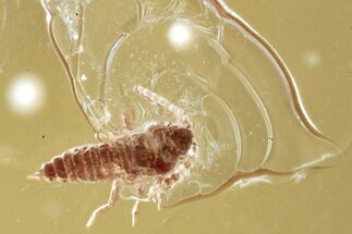 Fossil Wingless Scale Insect (Coccoidea) in Baltic Amber #352841