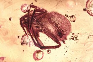 Detailed Fossil Spider (Araneae) & Partial Fly In Baltic Amber #352842