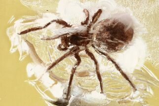 Detailed Fossil Spider (Araneae) In Baltic Amber #352847