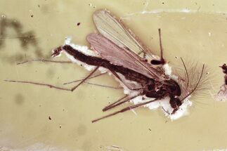 Detailed Fossil True Midge (Chironomidae) in Baltic Amber #352852