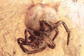 Detailed Fossil Spider (Araneae) In Baltic Amber #352868