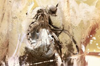 Fossil Dagger Fly (Empididae) In Baltic Amber #352922