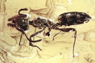 Detailed Fossil Ant (Dolichoderinae) In Baltic Amber #352927