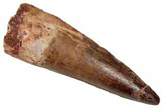 Fossil Spinosaurus Tooth - Real Dinosaur Tooth #352979
