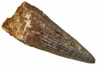 Fossil Spinosaurus Tooth - Robust Tooth #352982