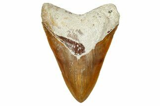 Serrated, Fossil Megalodon Tooth From Morocco - Rare Location #352995