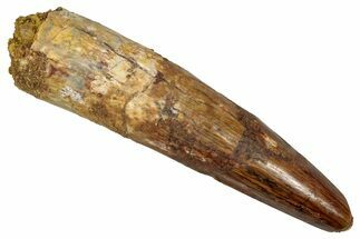 Fossil Spinosaurus Tooth - Real Dinosaur Tooth #353002