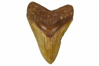 Serrated, Fossil Megalodon Tooth From Morocco - Rare Location #353006