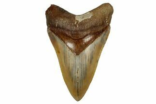 Serrated, Fossil Megalodon Tooth From Morocco - Rare Location #353014