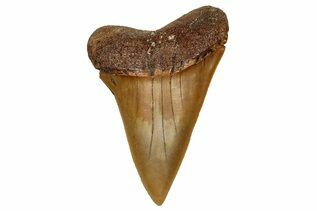 Recently Added For Sale