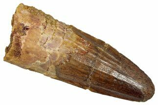 Fossil Spinosaurus Tooth - Real Dinosaur Tooth #353027