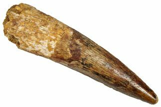 Fossil Spinosaurus Tooth - Real Dinosaur Tooth #353047